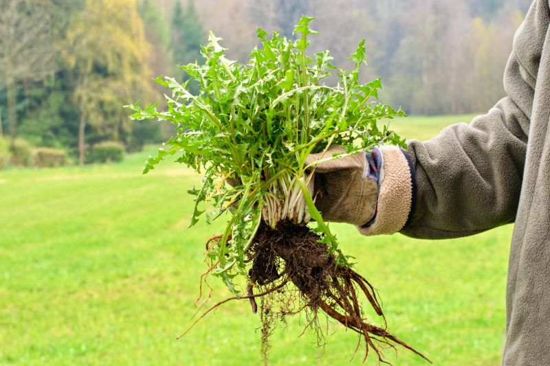 Garden Deweeding in Rockwall, TX